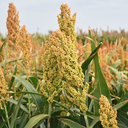 pro_b6c_sorghums.jpg